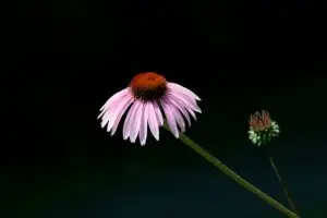 individuation